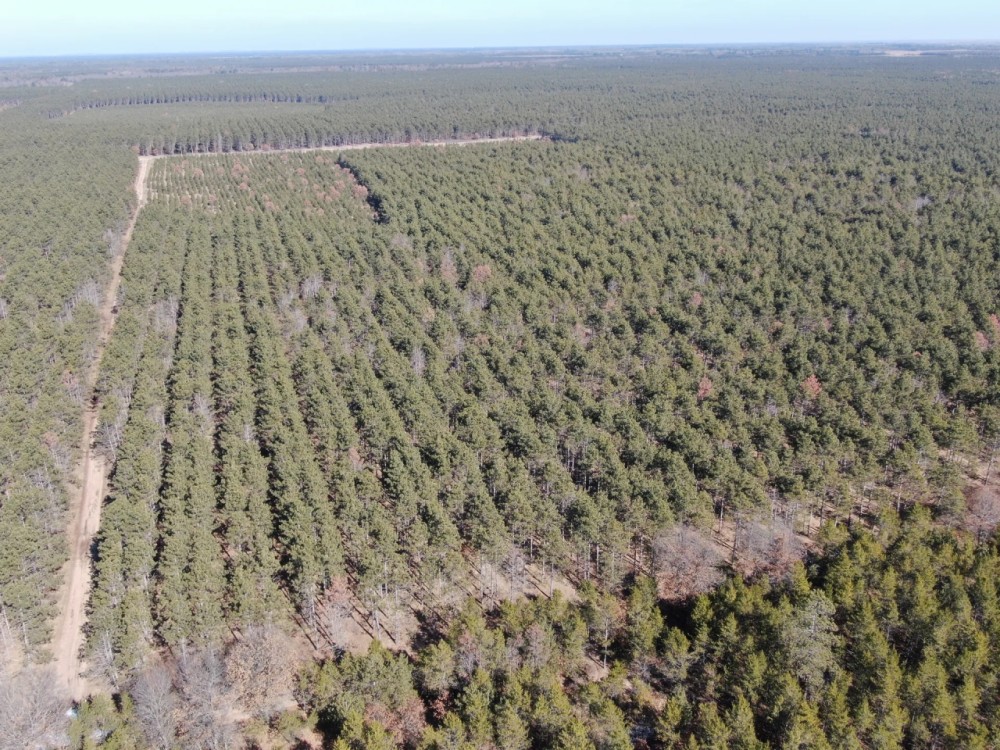 Town of Rome 60 acre timber lot for sale in Adams County WI featured image