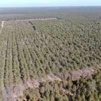 Town of Rome 60 acre timber lot for sale in Adams County WI