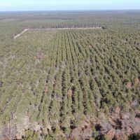 Town of Rome 60 acre timber lot for sale in Adams County WI images 3