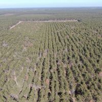 Town of Rome 60 acre timber lot for sale in Adams County WI images 4