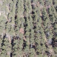 Town of Rome 60 acre timber lot for sale in Adams County WI images 5