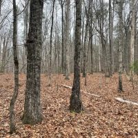 7.5 Acre Tract 1 on Whitemire Church Road images 4