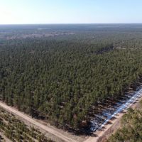 Town of Rome 60 acre timber lot for sale in Adams County WI