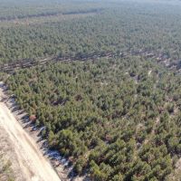Town of Rome 60 acre timber lot for sale in Adams County WI images 4