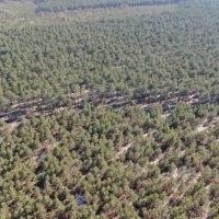 Town of Rome 60 acre timber lot for sale in Adams County WI images 5