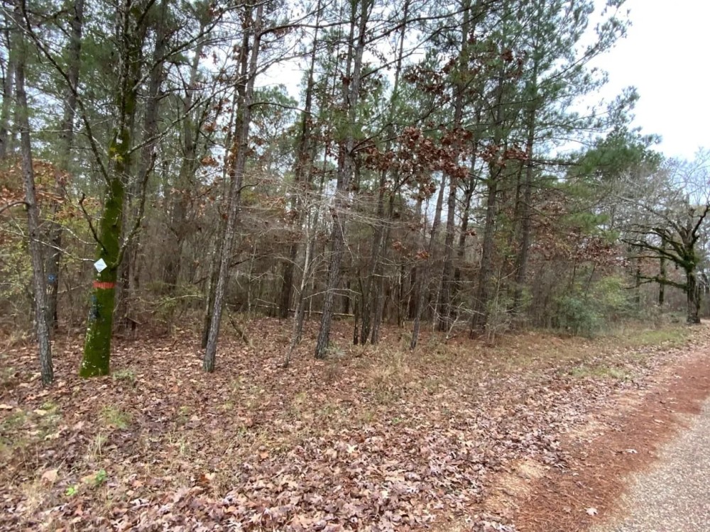 Posey Webb Camp Road - Tract B Catahoula Parish 63.59 Acres - featured image