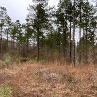 Posey Webb Camp Road - Tract B Catahoula Parish 63.59 Acres - images 4