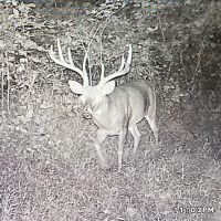 337 Deeded acres of Recreational Residential Timberland For Sale in Albemarle County VA images 2