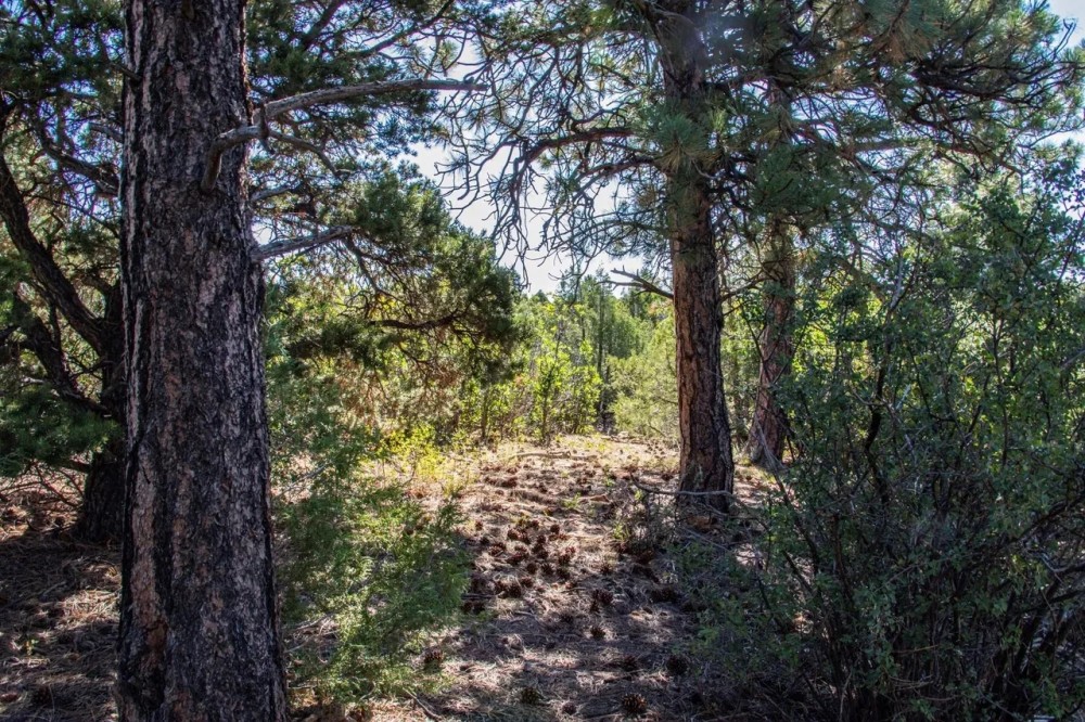 The Bluffs Ranch Lot 2 featured image