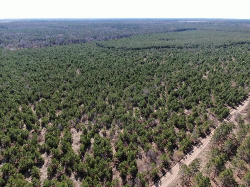 Town of Rome 40 acre timber lot for sale in Adams County WI featured image
