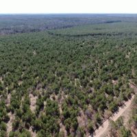 Town of Rome 40 acre timber lot for sale in Adams County WI