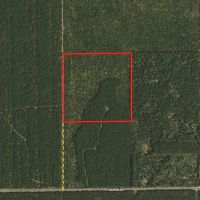 Town of Rome 40 acre timber lot for sale in Adams County WI images 2