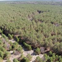 Town of Rome 40 acre timber lot for sale in Adams County WI images 3