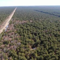 Corner Town of Rome 90 acre timber lot for sale in Adams County WI