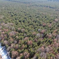 Corner Town of Rome 90 acre timber lot for sale in Adams County WI images 2