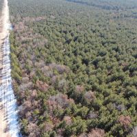 Corner Town of Rome 90 acre timber lot for sale in Adams County WI images 3