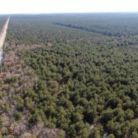 Corner Town of Rome 90 acre timber lot for sale in Adams County WI images 5