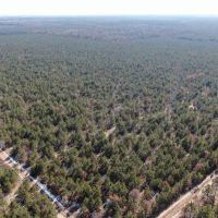 Town of Rome 80 acre timber lot for sale in Adams County WI images 3