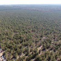 Town of Rome 80 acre timber lot for sale in Adams County WI images 4