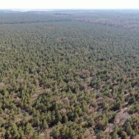 Town of Rome 80 acre timber lot for sale in Adams County WI images 5