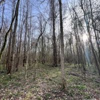 67.62 acres of Recreational Timber Land For Sale in Beaufort County NC images 5