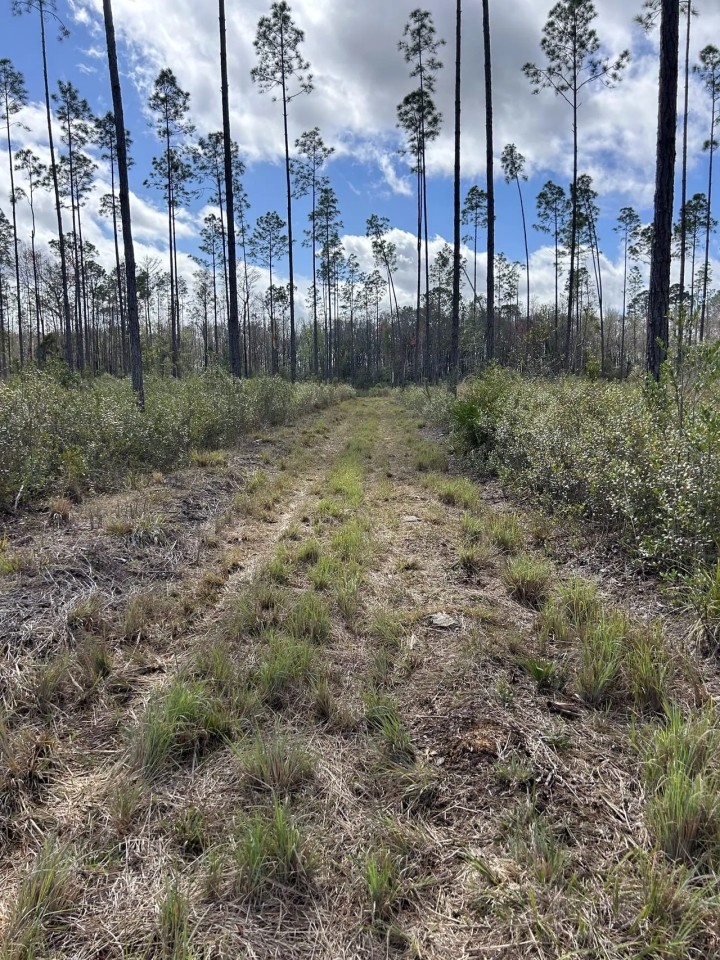 42 Acres Hunting Land or Homesite featured image