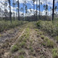 42 Acres Hunting Land or Homesite