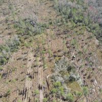 42 Acres Hunting Land or Homesite images 5