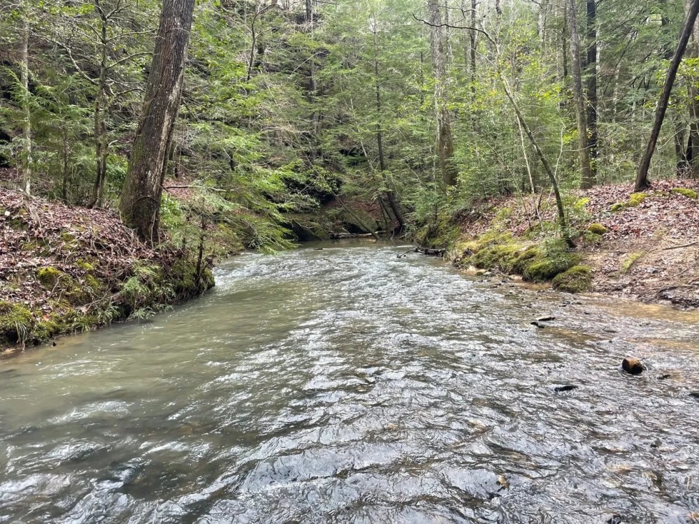 Buck Branch in Winston County AL featured image