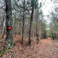Buck Branch in Winston County AL images 2