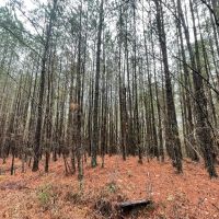 Buck Branch in Winston County AL images 3