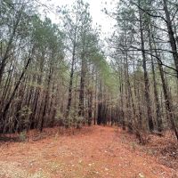 Buck Branch in Winston County AL images 4