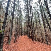 Buck Branch in Winston County AL images 5