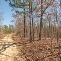 100 Acres in Eminence MO For Sale images 3