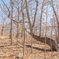100 Acres in Eminence MO For Sale images 4