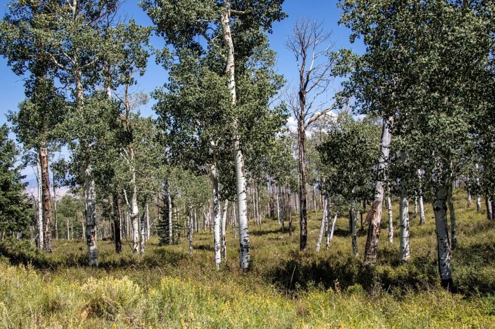 Whispering Pines featured image