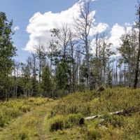 Whispering Pines images 3