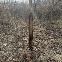 80 Acre Kansas Hunting Tillable Ground for Sale - Bourbon County images 5