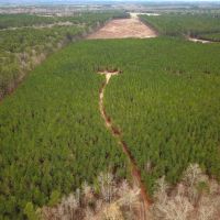84 acres of Timber Land For Sale in Greensville County VA images 2