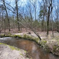 84 acres of Timber Land For Sale in Greensville County VA images 3