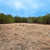 84 acres of Timber Land For Sale in Greensville County VA images 4