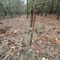 84 acres of Timber Land For Sale in Greensville County VA images 5