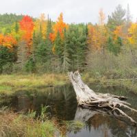 Ausable Mountain Forest images 2