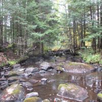 Ausable Mountain Forest images 4
