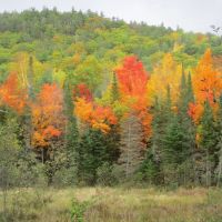 Ausable Mountain Forest images 5