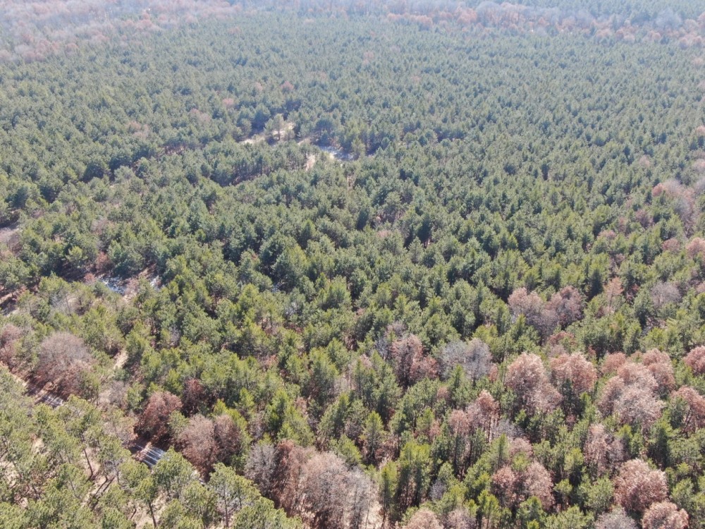 Town of Rome 40 acre timber lot for sale in Adams County WI featured image
