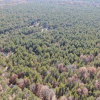 Town of Rome 40 acre timber lot for sale in Adams County WI