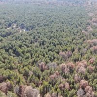 Town of Rome 40 acre timber lot for sale in Adams County WI images 3