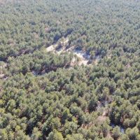 Town of Rome 40 acre timber lot for sale in Adams County WI images 4