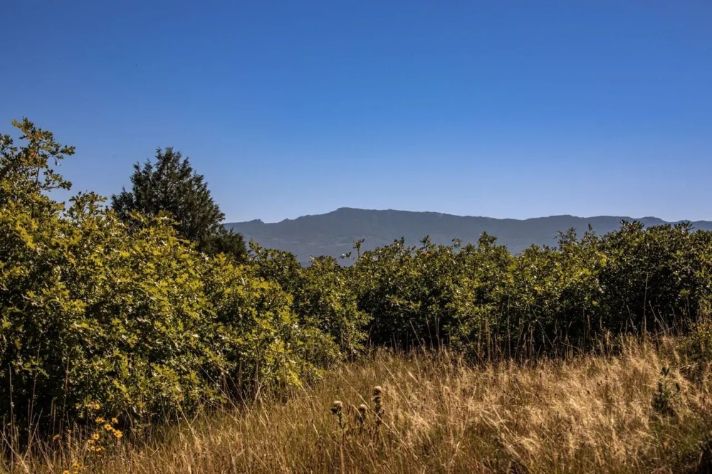 Ponderosa Lot 1 featured image
